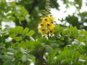 Caesalpinia echinata - © D.R.