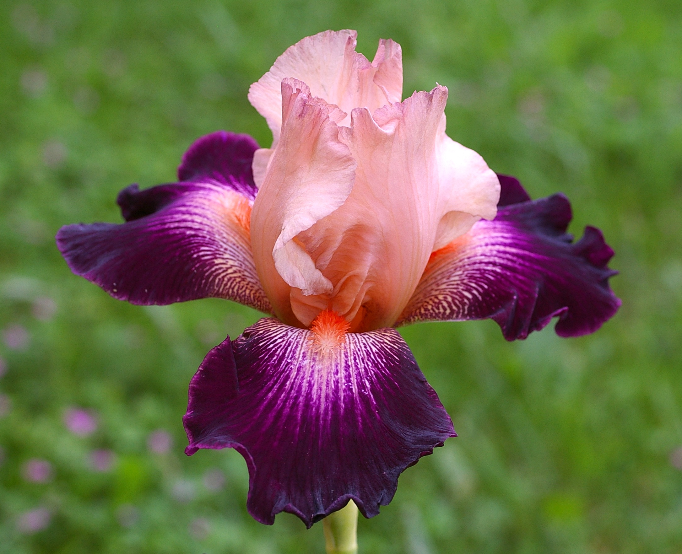 L’iris ‘Cape Royale’, une obtention récente - © cayeux