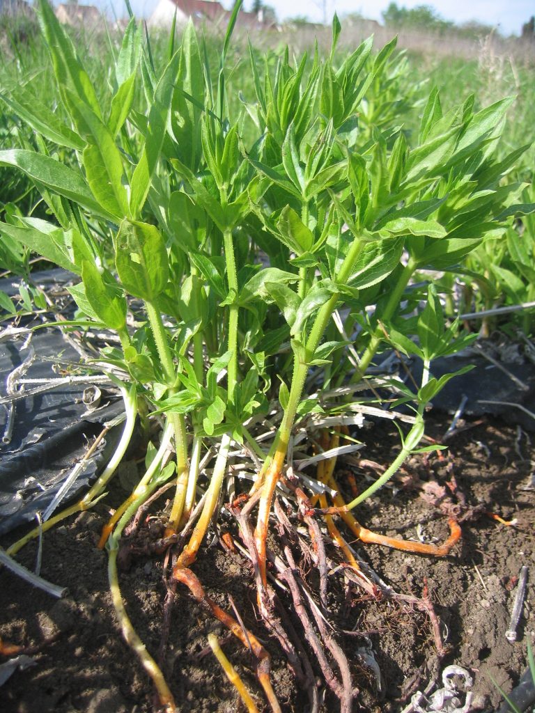 La garance, une plante réputée pour la fabrication de la teinture rouge - © CNPMAI