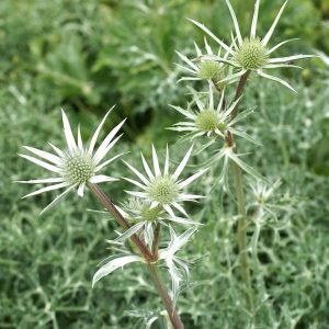 Le panicaut de Bourgat présente des feuilles profondément divisées - © Kriss Nature