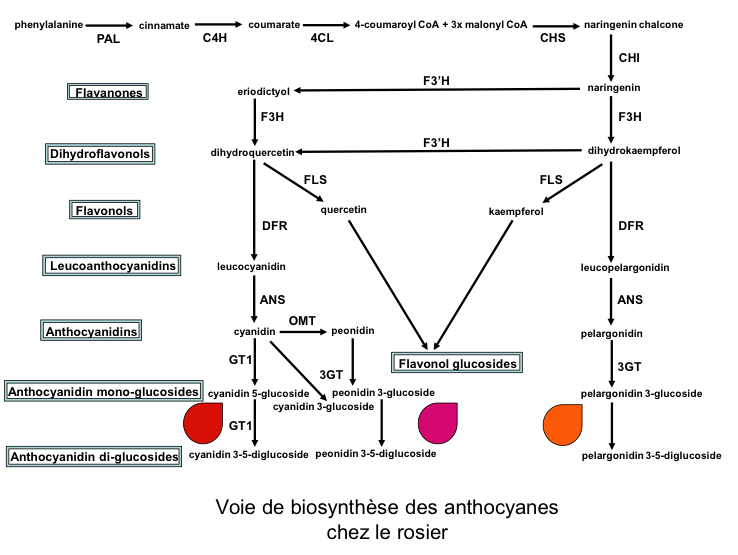 La biosynthèse des anthocyanes se fait à partir d’un aminoacide, la phénylalanine. Abréviations des enzymes : PAL, phénylalanine ammonia-lyase ; C4H, cinnamate 4-hydroxylase ; 4CL, 4-coumaryoyl:CoA-ligase ; CHS, chalcone synthétase ; CHI, chalcone isomérase ; F3H, flavanone 3-hydroxylase ; FLS, flavonol synthétase ; DFR, dihydroflavonol 4-réductase ; ANS, anthocyanidin synthase ; GT, glycosyltransférase ; OMT, O-méthyltransférase. Les noms génériques des différents types de molécules intermédiaires sont encadrés.