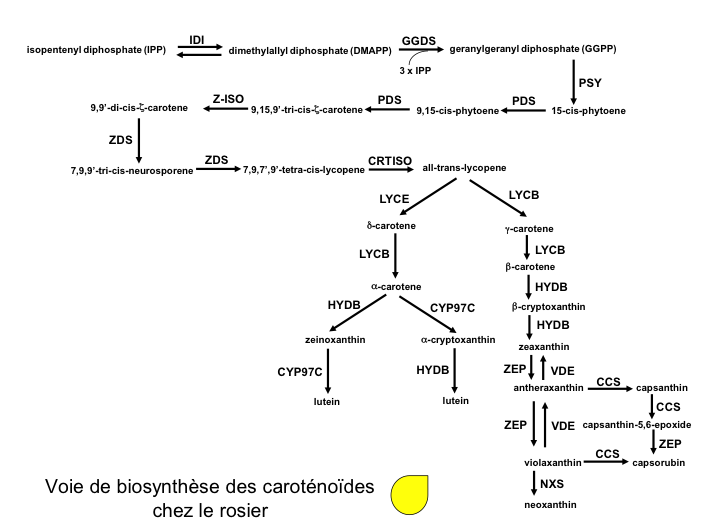 Le schéma est simplifié. Il manque des caroténoïdes rares présents dans les cynorhodons. Abréviations des enzymes : IDI, IPP isomérase ; GGDS, GGPP synthase ; PSY, phytoène synthétase ; PDS, phytoène désaturase ; Z-ISO, f carotène isomérase ; ZDS, f carotène désaturase ; CRTISO, caroténoïde isomérase ; LYCB, lycopène b-cyclase ; LYCE, lycopène e-cyclase ; HYDB, b-carotène hydroxylase ; CYP97C, carotène e-ring hydroxylase ; ZEP, zéaxanthin époxidase ; VDE, violaxanthin de-époxidase ; CCS, capsanthin-capsorubin synthétase ; NXS, néoxanthin synthétase.