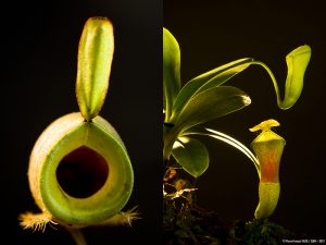 Plus de 550 espèces de plantes carnivores (Nepenthes ampullaria verte à gauche et Nepenthes campanulata) - © D.R.