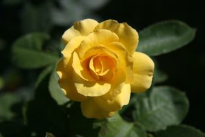 Chez la rose, la couleur jaune des pétales résulte de l’accumulation de caroténoïdes, principalement dans les chromoplastes. Ici, la rose 'All Gold Climbing' - © D.R.