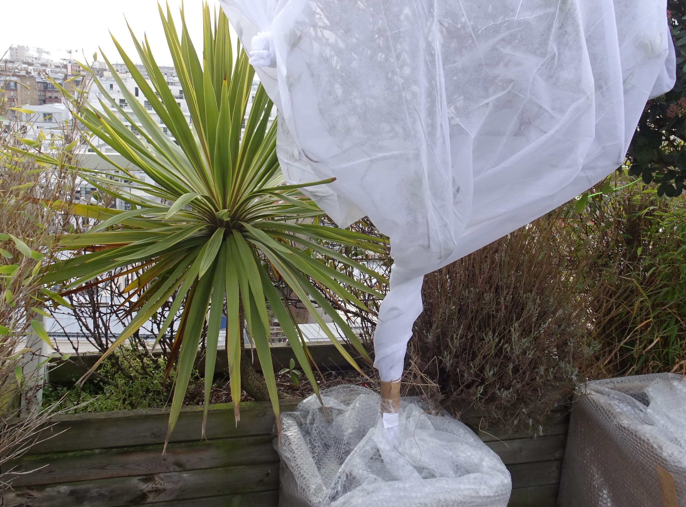 Une terrasse en cours de protection contre le gel : un voile d’hivernage sur le feuillage, plusieurs épaisseurs de papier à bulles autour du bac - © J.-F. Coffin