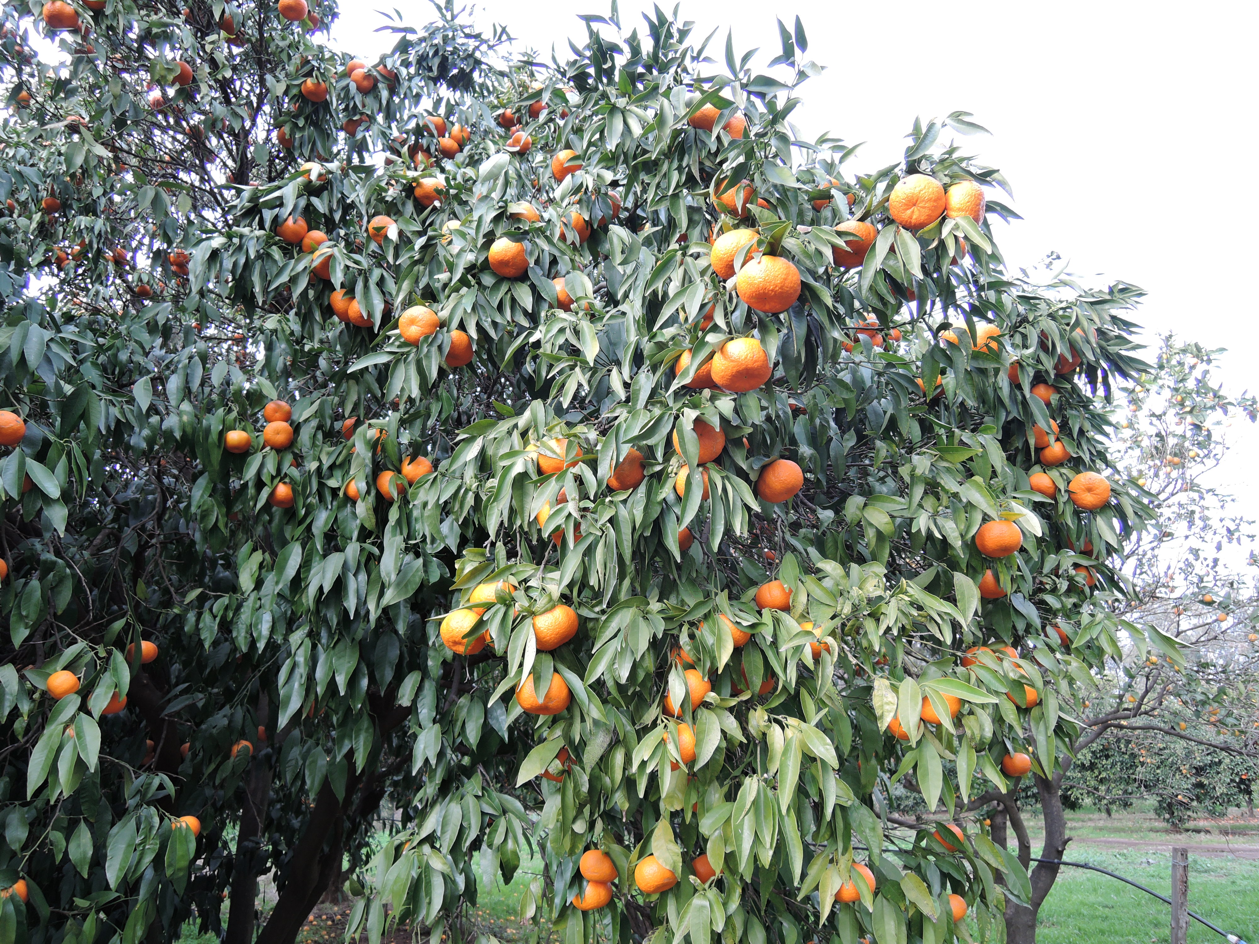 Photo 1 : Symptôme d’excès d’eau sur un mandarinier adulte. © F. Curk. Inra