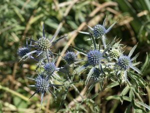 Le panicaut améthyste (Eryngium amethystinum) est originaire du sud-est de l’Europe - © Kriss de Niort