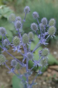 Le panicaut à feuilles planes (Eryngium planum) est originaire d’Europe Centrale et d’Asie - © Kriss de Niort 