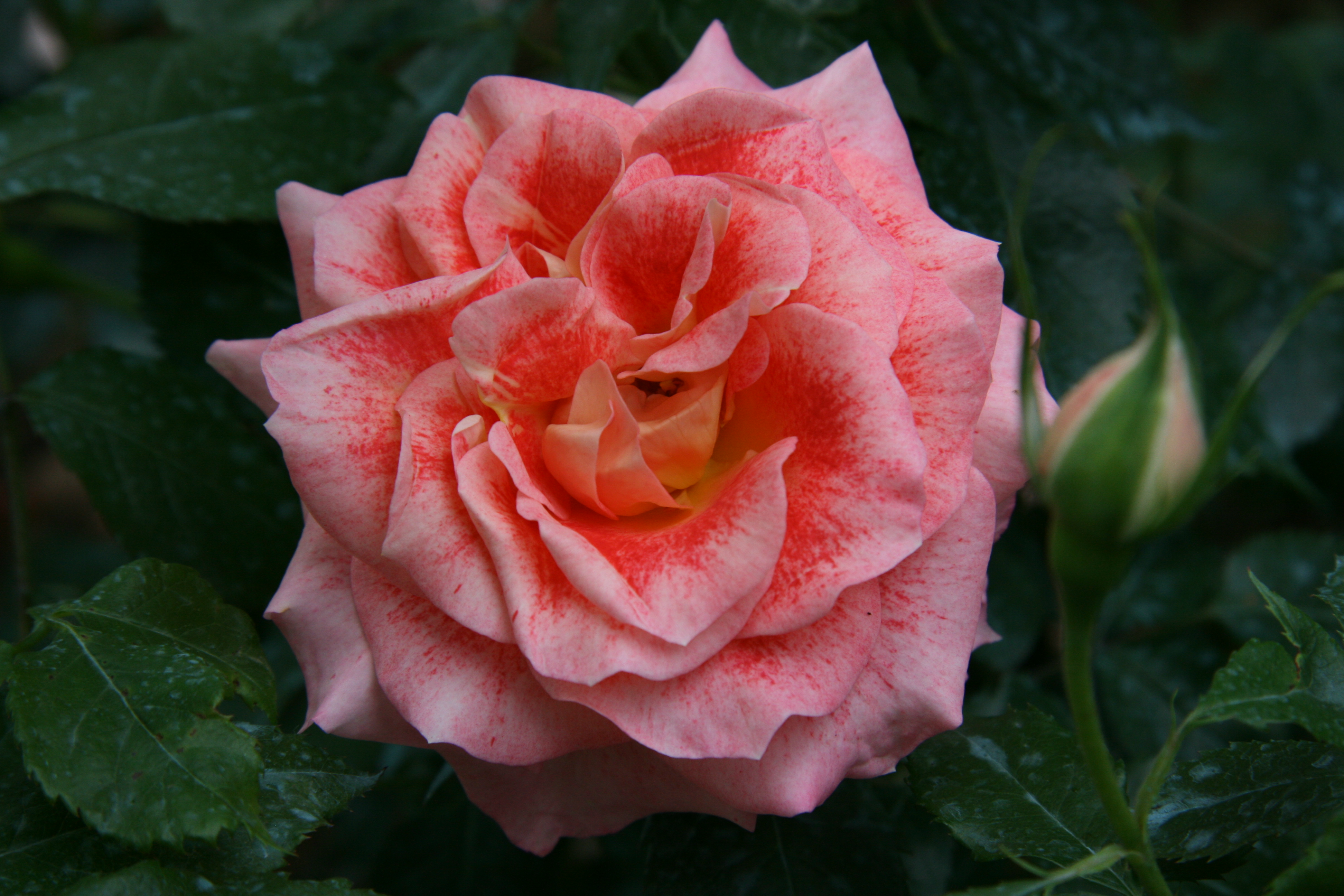 La couleur des roses - Jardins de France