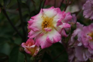 La couleur dépend de régulateurs qui vont impacter la répartition des pigments en secteur ou en dégradé comme chez cette rose 'Tip-Top' - © D.R.