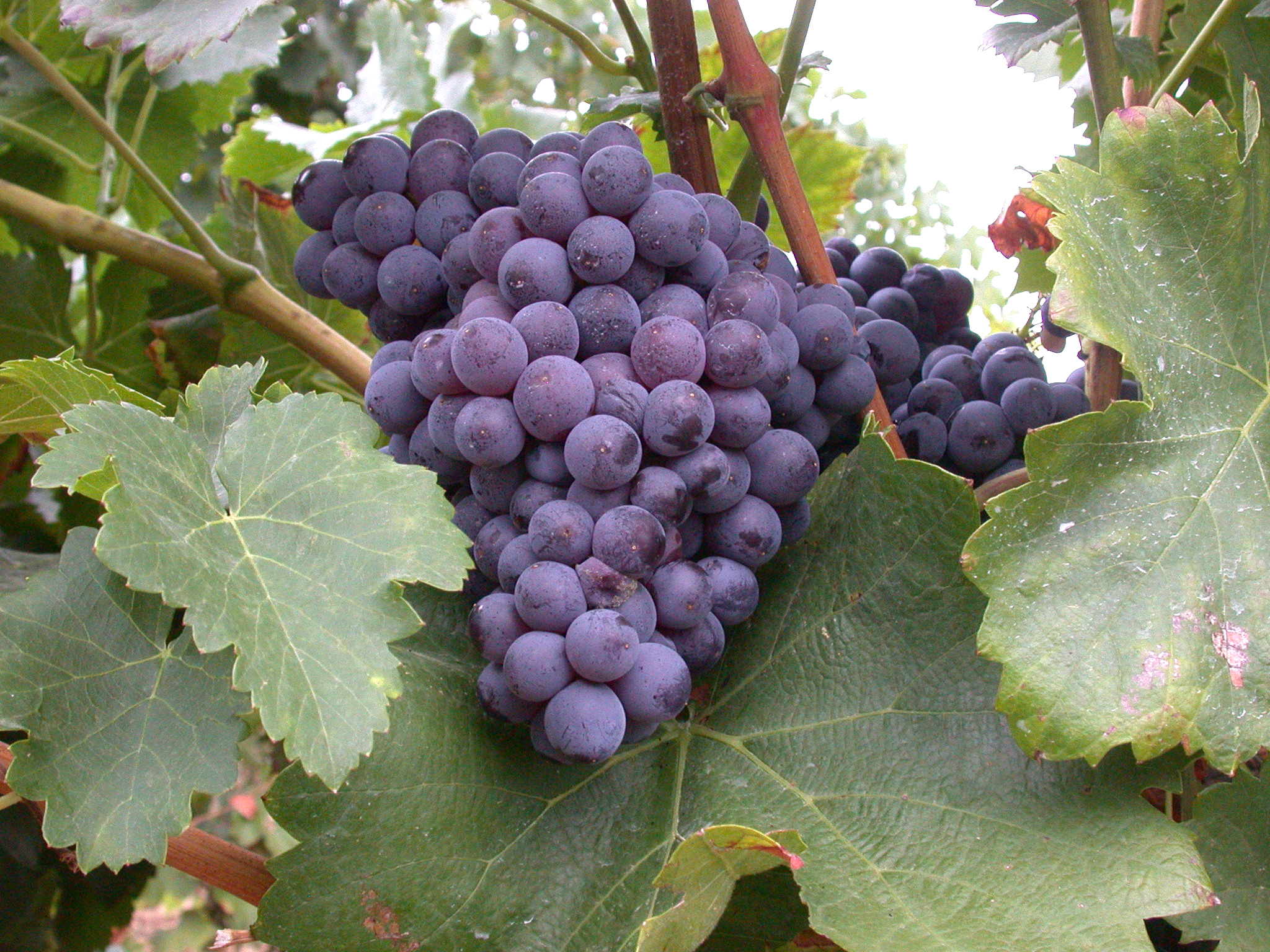Le resvératrol se formant dans les baies de raisin se retrouve dans le vin. Ici, un grenache noir - © Françoise Dordor – INRA Montpellier