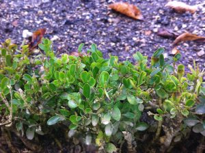 La variété de buis Suffruticosa, utilisée pour les bordures et broderies des jardins à la française, est l’une des plus sensible à la cylindrocladiose - © D.R.