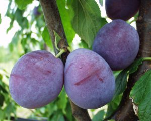 Six clones de prune d’Ente ont été sélectionnés par l’INRA et portent des prunes de taille supérieure à la moyenne, de couleur violette - © INRA