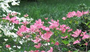 Sous-bois avec différents Cornus kousa - © D.R.