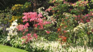 Massif de rhododendrons x Exbury ou « azalées de Chine » - © D.R.