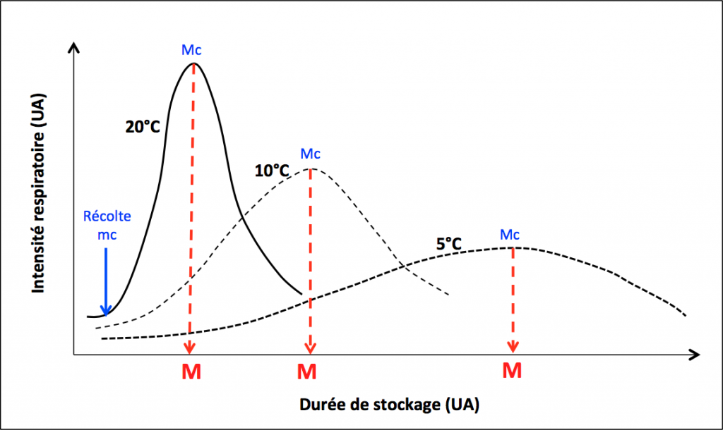 Figure 3. Influence de la température sur l’évolution, au cours du temps, de l’intensité respiratoire de fruits climactériques. La réfrigération retarde la maturation (M). Mc, maximum climactérique ; mc, minimum climactérique. UA, unité arbitraire. 