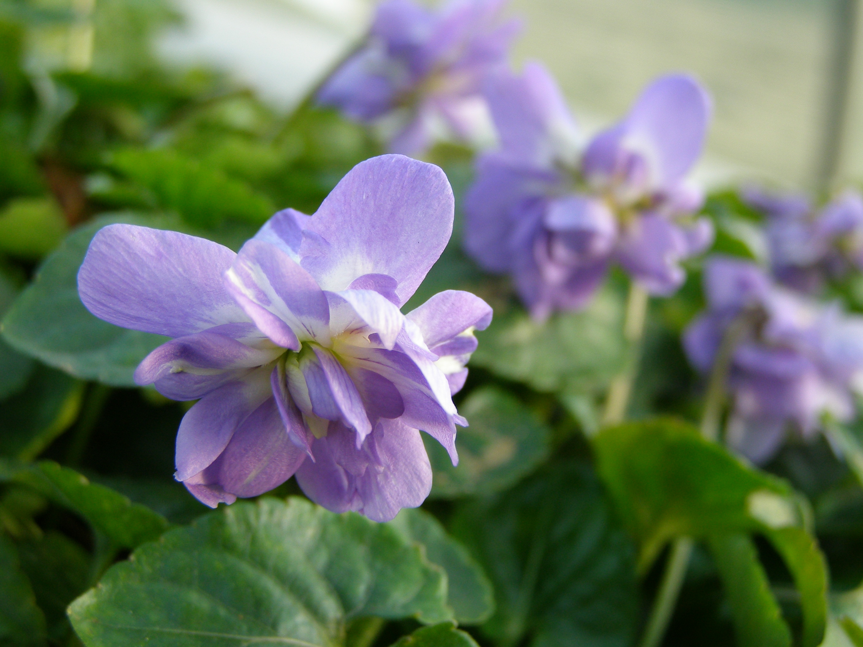 L'imagerie moléculaire au cœur des violettes de Toulouse - Jardins de France