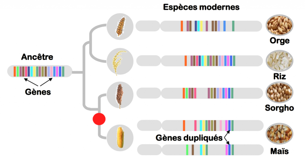 Figure 4 : La duplication des génomes de plantes. La figure illustre l’évolution chez les céréales (orge, riz, sorgho, et maïs à droite) d’une région chromosomique de 10 gènes (barres colorés) qui a été dupliquée chez le maïs (le point rouge matérialise l’évènement de polyploïdie). Les gènes surnuméraires chez le maïs peuvent soit être éliminés ou participer à l’apparition de nouvelles fonctions biologiques non présentes chez les espèces apparentées non dupliquées.