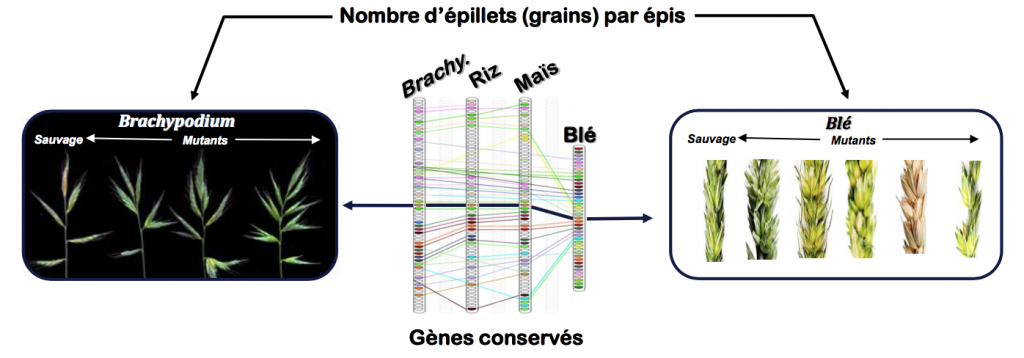 Figure 5 : La recherche translationnelle chez les céréales. La figure illustre l’identification chez le blé (à droite) d’un gène impliqué dans une composante du rendement (le nombre de grain par épis, on parle aussi d’épillets), à partir des connaissances acquises chez l’espèce modèle (Brachypodium) sur le gène conservé et impliqué dans le même caractère (à gauche).