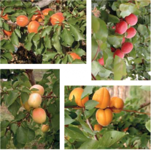 On recense un grand nombre de variétés d’abricotiers  - © Audergon Jean-Marc