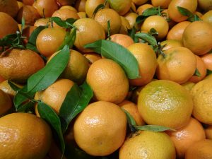 Les fruits non-climactériques, comme les agrumes, ne peuvent murir que s’ils restent attachés à la plante-mère - © J.-F. Coffin