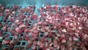 Calibrage de demi-fraises surgelées - © P. Gomez