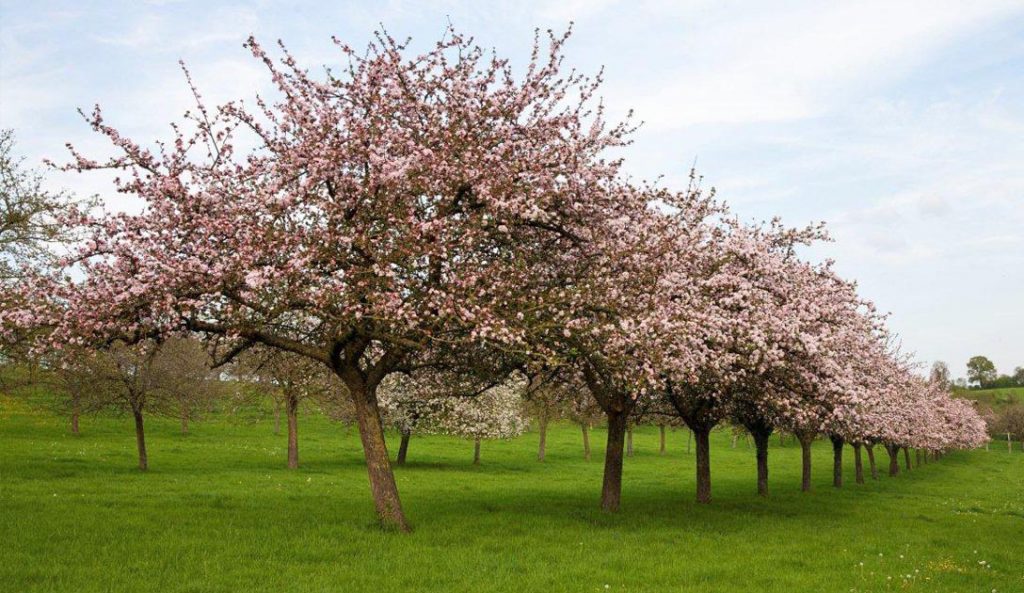 Pommiers à cidre haute-tige en fleurs - Pays d'Auge - © IDAC