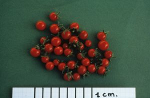 Fruits de l'espèce sauvage de tomate Lycopersicon pimpinellifolium, importante source de gènes de résistance aux maladies et de caractères d'adaptation à différents milieux - © Henri Laterrot / Inra Provence-Alpes-Côte D'azur