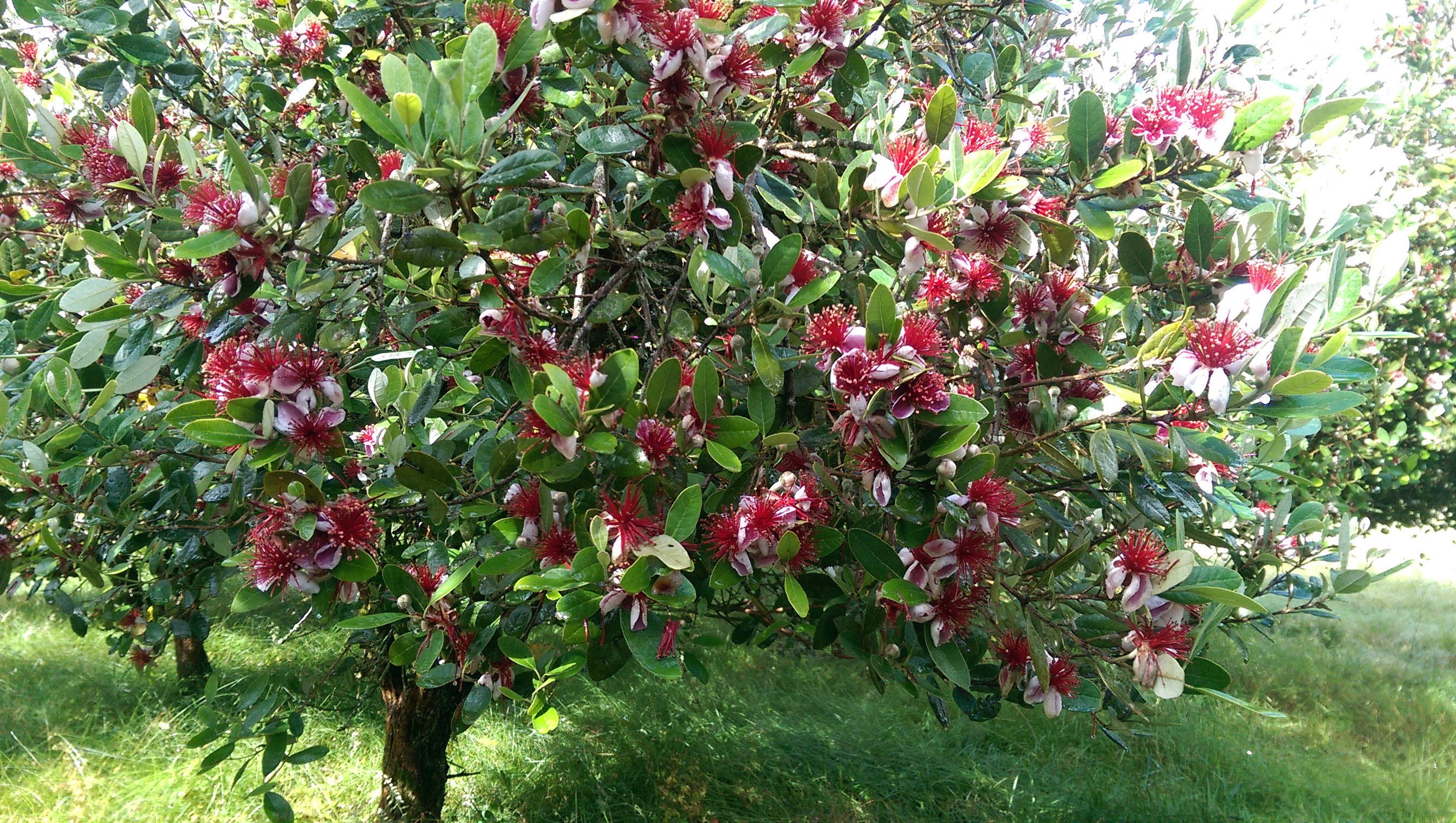 Le feijoa : à voir et à manger - Jardins de France