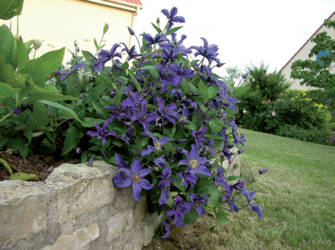 Tuteurs et supports - Pépinières Travers - N°1 de la plante grimpante made  in France, spécialiste Français des clématites