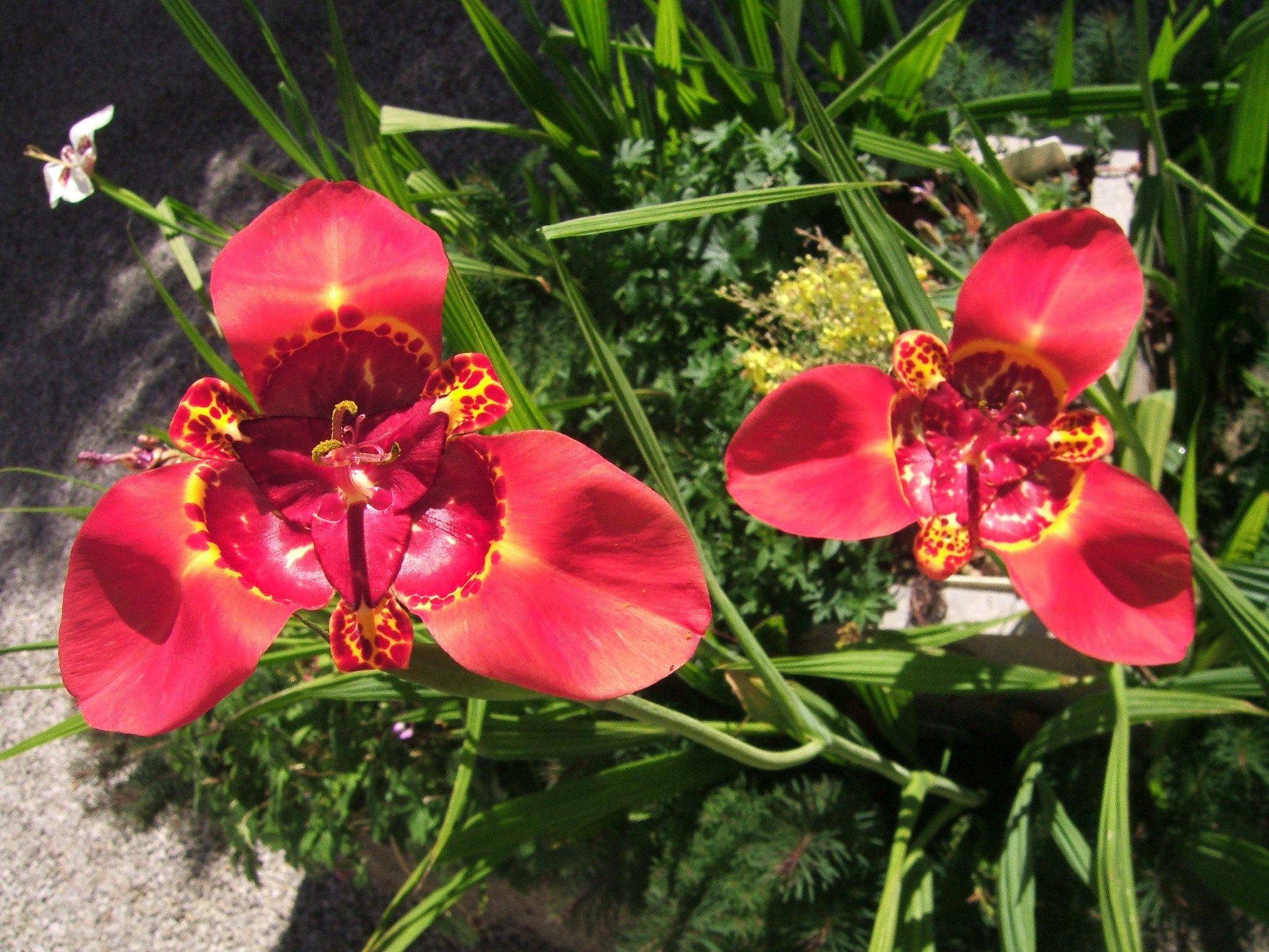 Des bulbes d'été pour un jardin extraordinaire - Jardins de France