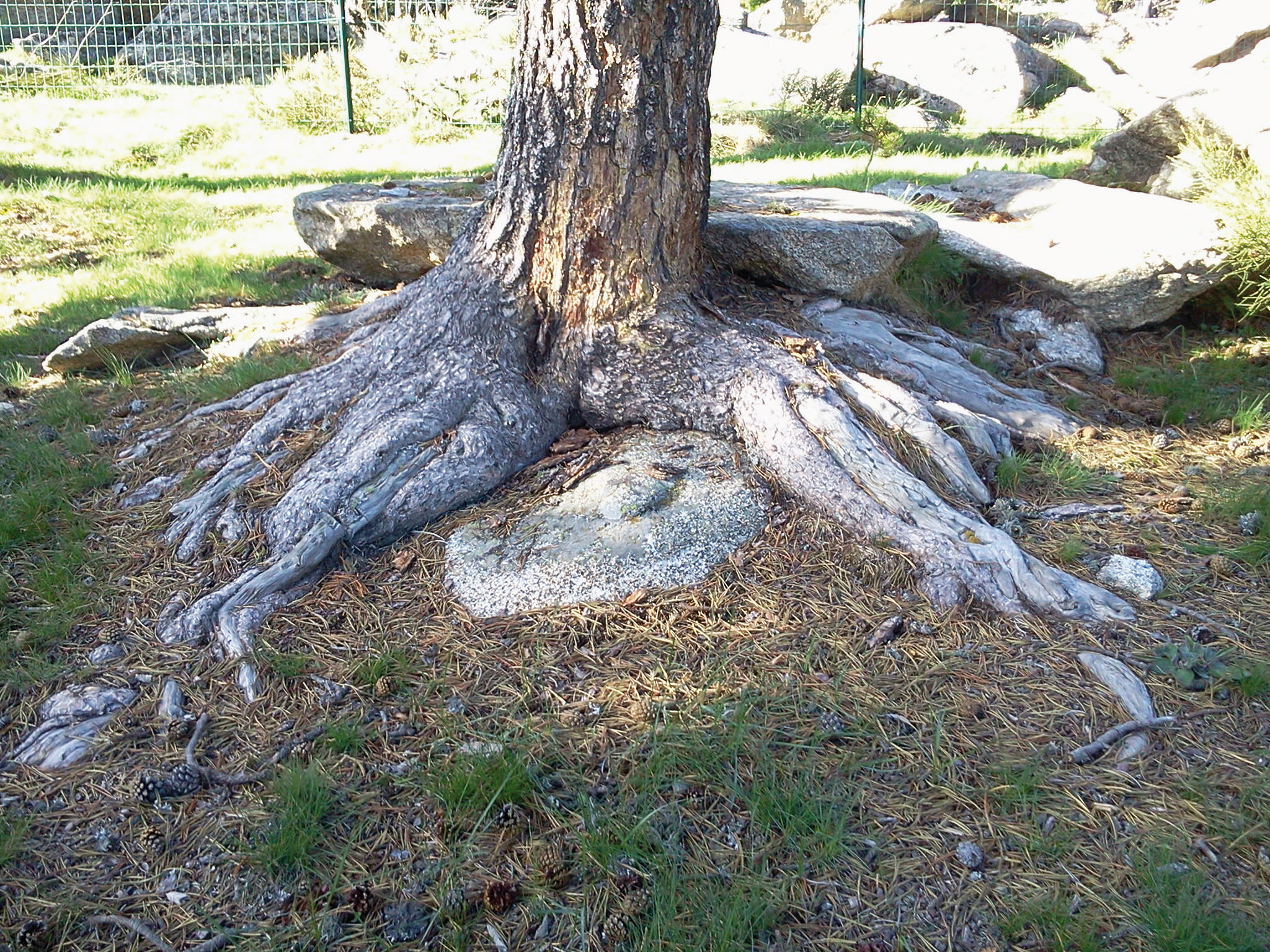 Juste de Protection des Racines d'Arbres, Couverture de Plantes