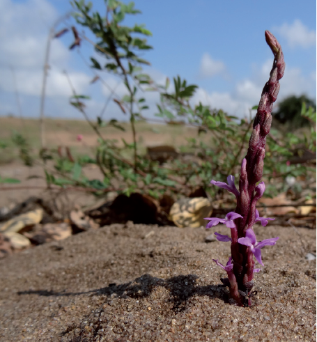 melior: Les plantes font leurs preuves contre les infestations parasitaires