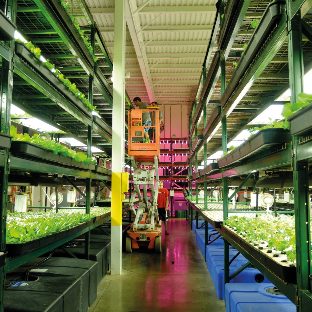 Dans certaines fermes urbaines high-tech, le végétal, surtout des légumes feuilles, pousse entièrement sous atmosphère contrôlée et lumière artificielle. Green Spirit Farm. Michigan (États-Unis). 2015 - © Elise Fargetton