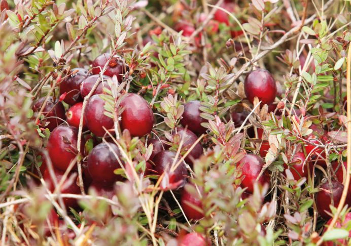 En France, on appelle simplement la canneberge « grande airelle rouge d’Amérique du Nord ». Tous les botanistes s’accordent sur la désignation Vaccinium macrocarpon (aux États-Unis ou au Canada) - © Centre d’interprétation de la canneberge , Saint- Louis de Blandford (Québec)