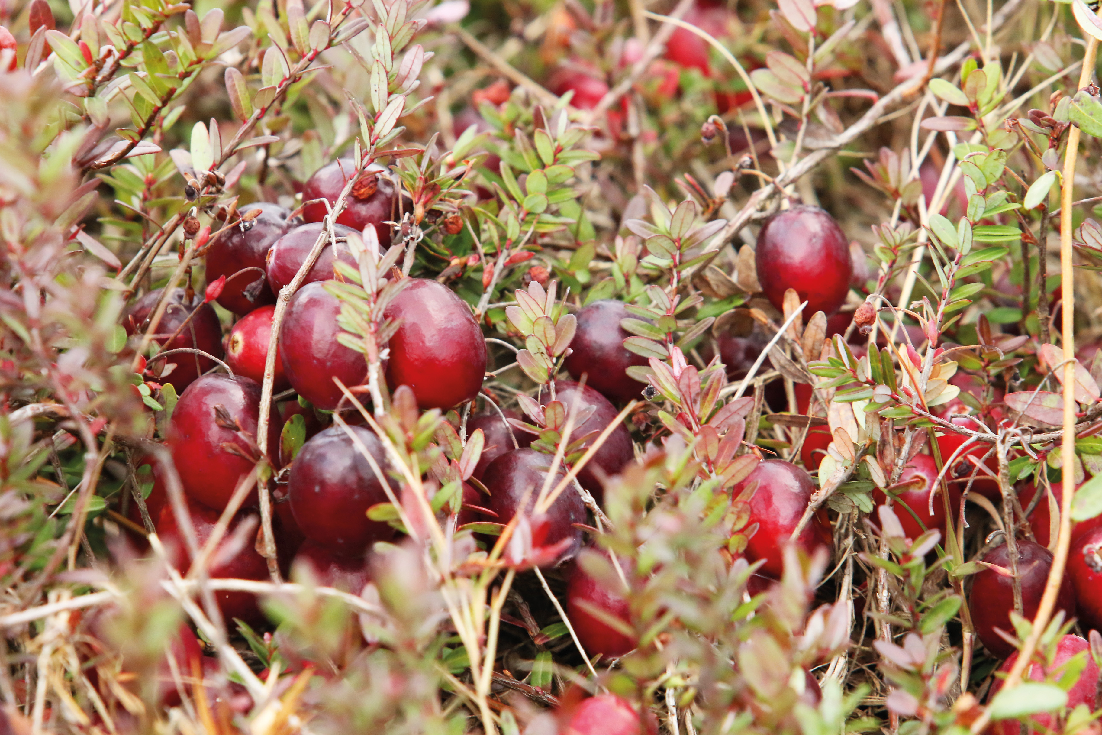 Canneberge à gros fruits, Airelle à gros fruits, Cranberry : planter,  cultiver, récolter