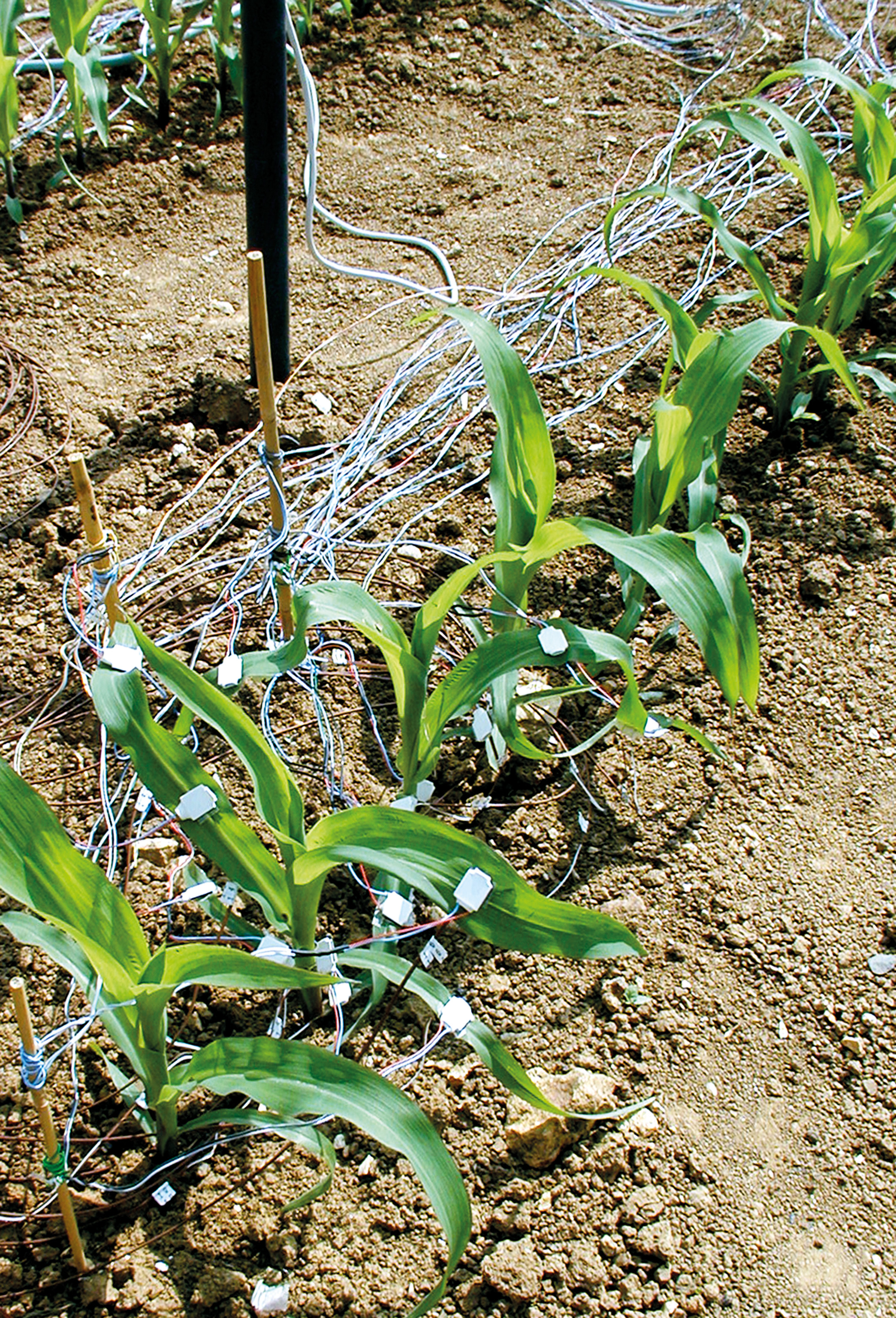Dispositif de mesure du microclimat (rayonnement, température, humidité) au niveau des organes foliaires dans un champ de maïs à l’unité de recherche environnement et grandes cultures