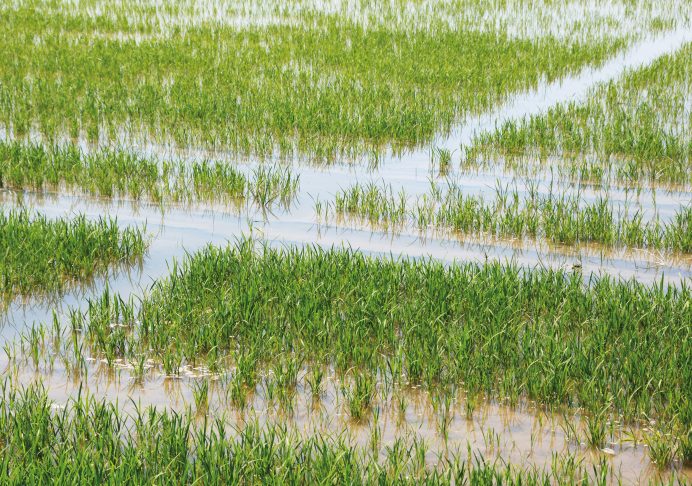 Les améliorations potentielles des cultures n'ont pas encore été soumises à l'épreuve du temps à l'échelle des écosystèmes. Quelles surprises nous réserverait un riz, plante C3, devenu plante C4 ? Ici, un champ de riziculture en Camargue. - © Christian Slagmulder, Inra