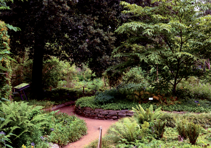 Secteur de la fougeraie - © L. Carré