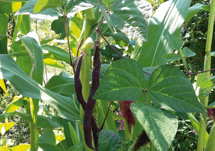 Haricot grimpant et maïs © CACP – Gilles Carcassès (https://natureenvilleacergypontoise.wordpress.com/2018/08/24/l.e-jardin-dhelene/)