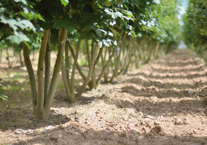 Acer platanoides élevé en cépée pour former, par exemple, des haies basses - © Pépinières du Val d’Erdre