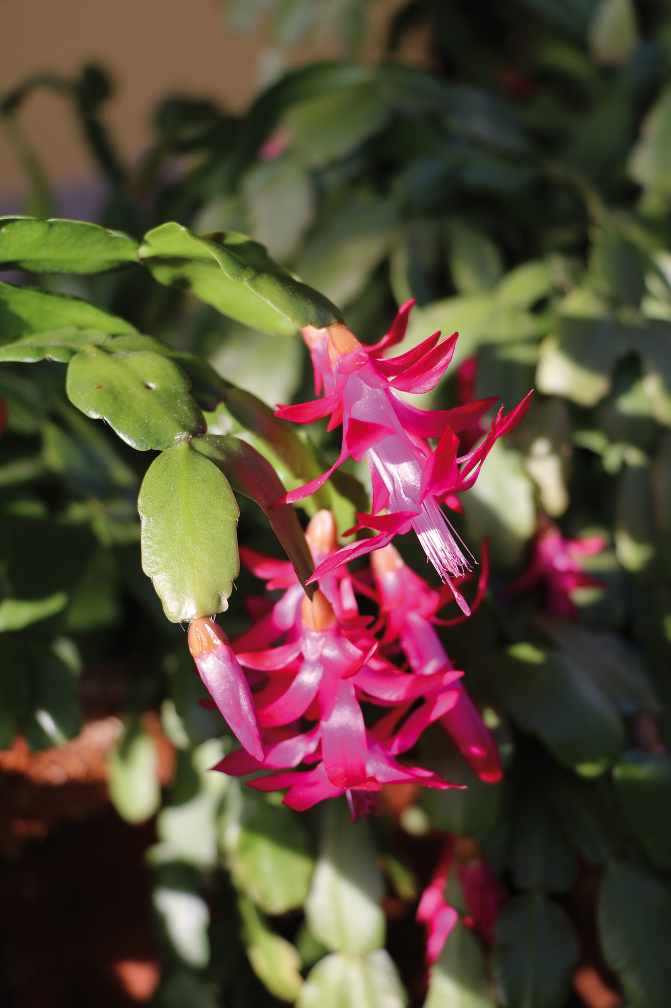 Cactus de Noël : les éléments-clés pour les identifier - Jardins de France