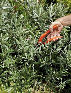 Il ne faut jamais faire une taille sévère, et jamais plus d’un tiers de la surface foliaire présente - © delkoo Adobe stock