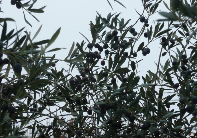 La maturation des olives en automne nécessite une bonne surface foliaire - © N. Dorion