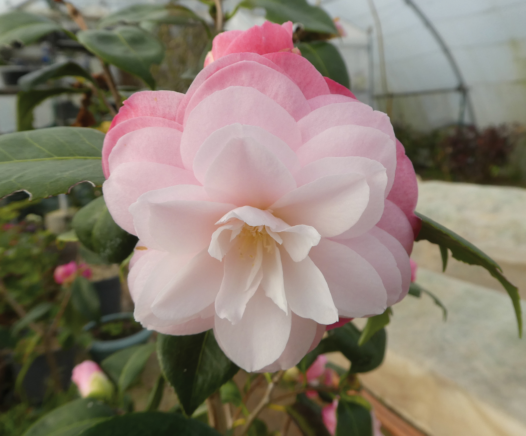 Élégance et amitié : la symbolique du camellia - Jardins de France