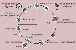 Cycle théorique complet d’un puceron