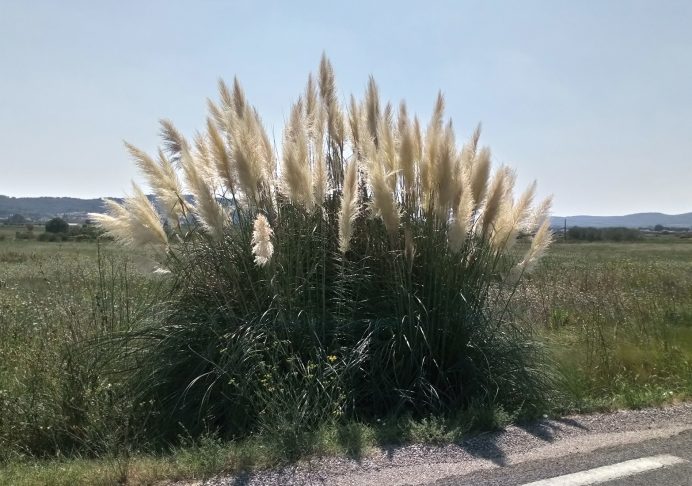 L’herbe de la pampa (Cortaderia selloana) brésilienne est apomictique - © Yves Savidan