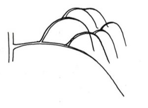 Schéma d’une ramification typique d’une sous-charpentière productive. La forme en arcs successifs est caractéristique avant la taille.