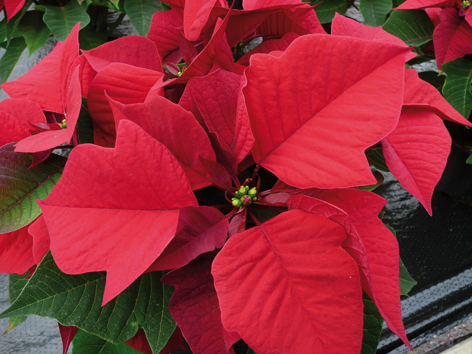 Le poinsettia : l'étoile rouge de Noël - Jardins de France