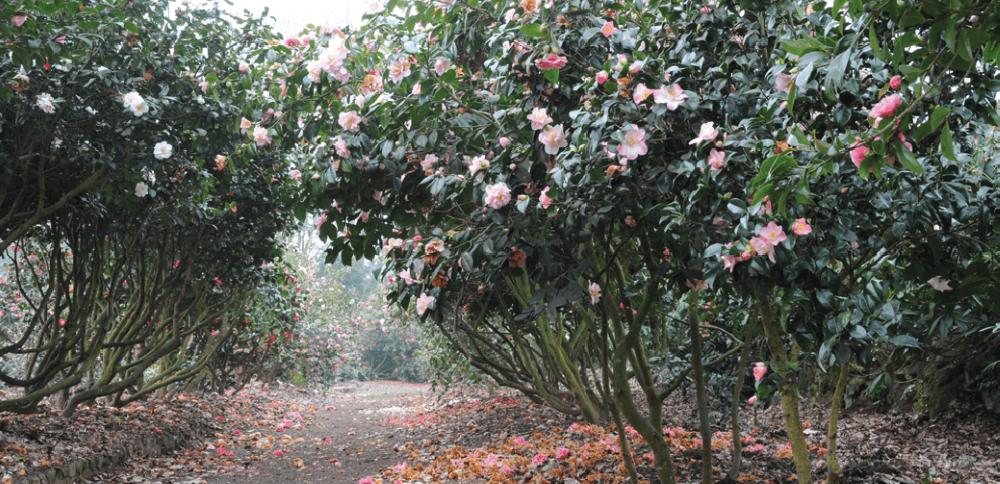 Planter et entretenir ses camellias - Jardins de France